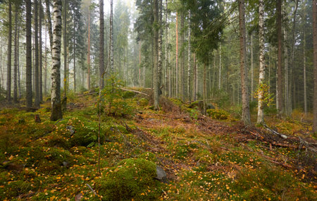 Majestic evergreen pine forest in a fog at sunrise Mighty trees, plants, moss. Atmospheric autumn landscape. Finland. Nature, deforestation and reforestation, ecology, ecotourism themesの写真素材