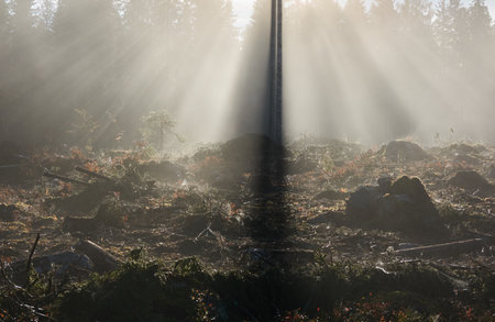 Majestic evergreen pine forest in a fog at sunrise Mighty trees, plants, moss. Sunbeams, sunshine. Atmospheric autumn landscape. Finland. Nature, deforestation and reforestation, ecology themesの写真素材