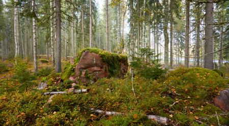 Majestic evergreen pine forest in a fog at sunrise Mighty trees, plants, moss. Atmospheric autumn landscape. Finland. Nature, deforestation and reforestation, ecology, ecotourism themesの写真素材