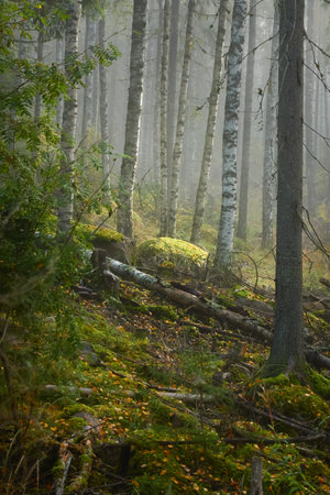 Majestic evergreen pine forest in a fog at sunrise Mighty trees, plants, moss. Atmospheric autumn landscape. Finland. Nature, deforestation and reforestation, ecology, ecotourism themesの写真素材