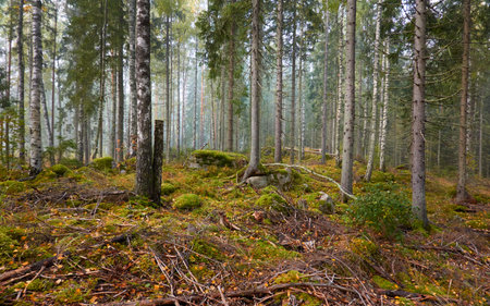 Majestic evergreen pine forest in a fog at sunrise Mighty trees, plants, moss. Atmospheric autumn landscape. Finland. Nature, deforestation and reforestation, ecology, ecotourism themesの写真素材