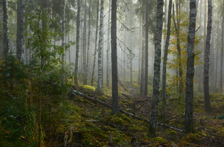Majestic evergreen pine forest in a fog at sunrise Mighty trees, plants, moss. Atmospheric autumn landscape. Finland. Nature, deforestation and reforestation, ecology, ecotourism themesの写真素材