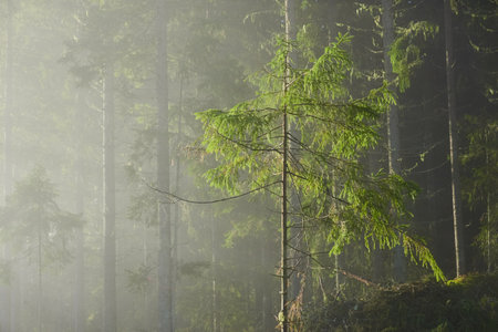 Majestic evergreen pine forest in a fog at sunrise Mighty trees, plants, moss. Atmospheric autumn landscape. Finland. Nature, deforestation and reforestation, ecology themesの写真素材