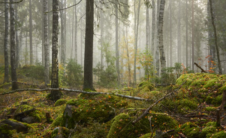 Majestic evergreen pine forest in a fog at sunrise Mighty trees, plants, moss. Atmospheric autumn landscape. Finland. Nature, deforestation and reforestation, ecology, ecotourism themesの写真素材