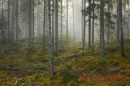 Majestic evergreen pine forest in a fog at sunrise Mighty trees, plants, moss. Atmospheric autumn landscape. Finland. Nature, deforestation and reforestation, ecology, ecotourism themesの写真素材
