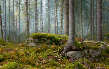 Majestic evergreen pine forest in a fog at sunrise Mighty trees, plants, moss. Atmospheric autumn landscape. Finland. Nature, deforestation and reforestation, ecology, ecotourism themesの写真素材