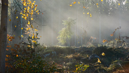 Majestic evergreen pine forest in a fog at sunrise Mighty trees, plants, moss. Sunbeams, sunshine. Atmospheric autumn landscape. Finland. Nature, deforestation and reforestation, ecology themesの写真素材