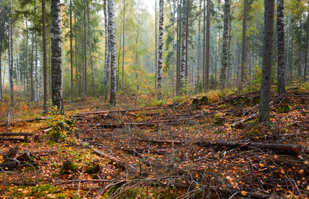 Majestic evergreen pine forest in a fog at sunrise Mighty trees, plants, moss. Atmospheric autumn landscape. Finland. Nature, deforestation and reforestation, ecology, ecotourism themesの写真素材