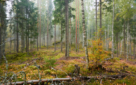Majestic evergreen pine forest in a fog at sunrise Mighty trees, plants, moss. Atmospheric autumn landscape. Finland. Nature, deforestation and reforestation, ecology, ecotourism themesの写真素材