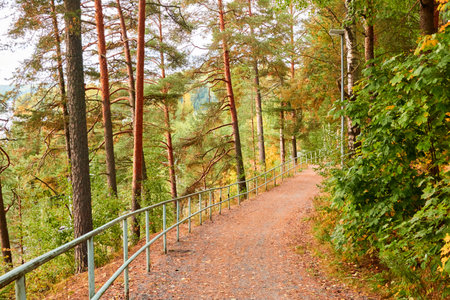 Single lane rural road (pathway) through the evergreen forest park on a sunny day. Finland. Atmospheric autumn landscape. Pure nature, ecotourism, hiking trail, nordic walking, cycling conceptsの写真素材