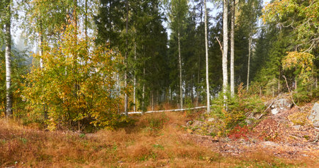 Majestic evergreen pine forest in a fog at sunrise. Mighty trees, golden plants, moss. Atmospheric autumn landscape. Finland. Nature, deforestation and reforestation, ecology, ecotourism themesの写真素材