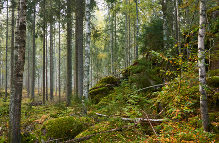 Majestic evergreen pine forest in a fog at sunrise Mighty trees, plants, moss. Atmospheric autumn landscape. Finland. Nature, deforestation and reforestation, ecology, ecotourism themesの写真素材