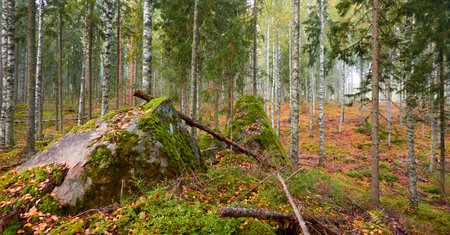 Majestic evergreen pine forest in a fog at sunrise Mighty trees, plants, moss. Atmospheric autumn landscape. Finland. Nature, deforestation and reforestation, ecology, ecotourism themesの写真素材