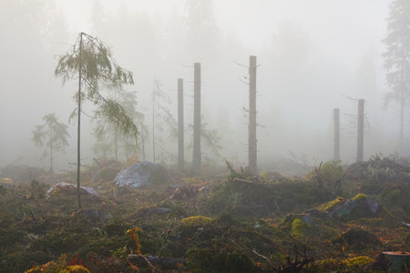 Evergreen pine forest meadow in a fog at sunrise. Trees, stones, plants. Soft sunlight. Atmospheric autumn landscape. Finland. Nature, deforestation and reforestation, wildfire, ecology themesの写真素材