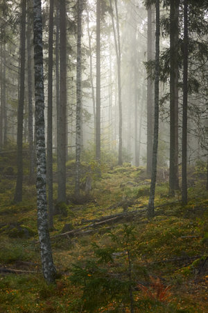 Majestic evergreen pine forest in a fog at sunrise Mighty trees, plants, moss. Atmospheric autumn landscape. Finland. Nature, deforestation and reforestation, ecology, ecotourism themesの写真素材