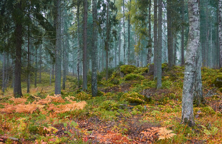Majestic evergreen pine forest in a fog at sunrise. Mighty trees, golden plants, moss. Atmospheric autumn landscape. Finland. Nature, deforestation and reforestation, ecology, ecotourism themesの写真素材