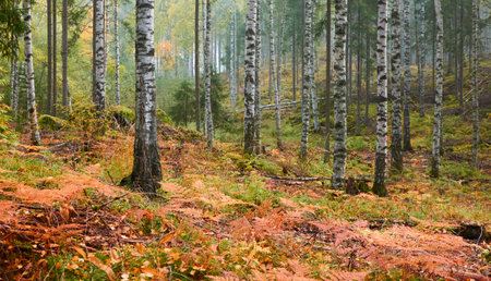 Majestic evergreen pine forest in a fog at sunrise. Mighty trees, golden plants, moss. Atmospheric autumn landscape. Finland. Nature, deforestation and reforestation, ecology, ecotourism themesの写真素材
