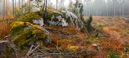Majestic evergreen pine forest in a fog at sunrise. Stones, golden plants and fern, moss. Atmospheric autumn landscape. Finland. Nature, deforestation and reforestation, ecology, ecotourism themesの写真素材