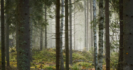 Majestic evergreen pine forest in a fog at sunrise Mighty trees, plants, moss. Atmospheric autumn landscape. Finland. Nature, deforestation and reforestation, ecology, ecotourism themesの写真素材