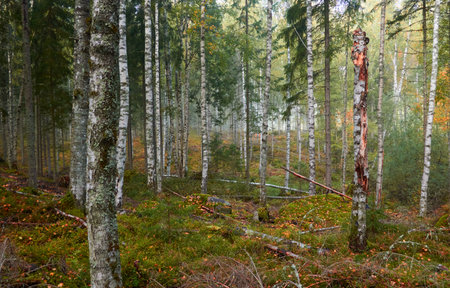 Majestic evergreen pine forest in a fog at sunrise Mighty trees, plants, moss. Atmospheric autumn landscape. Finland. Nature, deforestation and reforestation, ecology, ecotourism themesの写真素材