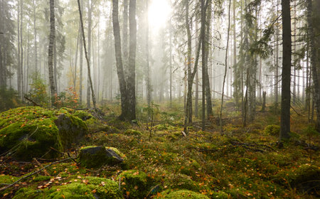 Majestic evergreen pine forest in a fog at sunrise Mighty trees, plants, moss. Atmospheric autumn landscape. Finland. Nature, deforestation and reforestation, ecology, ecotourism themesの写真素材