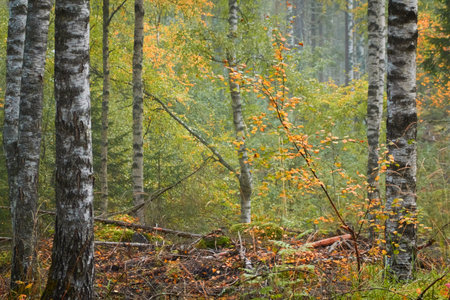 Majestic evergreen pine forest in a fog at sunrise Mighty trees, plants, moss. Atmospheric autumn landscape. Finland. Nature, deforestation and reforestation, ecology, ecotourism themesの写真素材