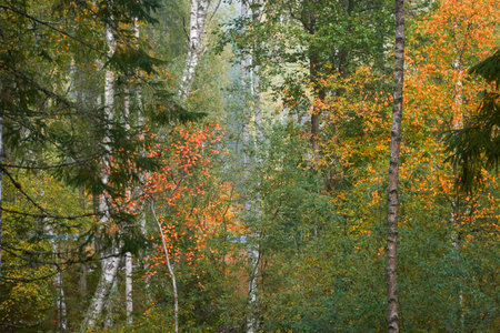 Majestic evergreen pine forest in a fog at sunrise. Mighty birch trees, colorful leaves. Atmospheric autumn landscape. Finland. Nature, deforestation and reforestation, ecology, ecotourism themesの写真素材