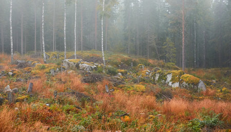 Majestic evergreen pine forest in a fog at sunrise. Mighty trees, golden plants, moss. Atmospheric autumn landscape. Finland. Nature, deforestation and reforestation, ecology, ecotourism themesの写真素材
