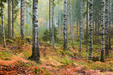 Majestic evergreen pine forest in a fog at sunrise. Mighty trees, golden plants, moss. Atmospheric autumn landscape. Finland. Nature, deforestation and reforestation, ecology, ecotourism themesの写真素材