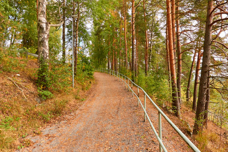 Single lane rural road (pathway) through the evergreen forest park on a sunny day. Finland. Atmospheric autumn landscape. Pure nature, ecotourism, hiking trail, nordic walking, cycling conceptsの写真素材
