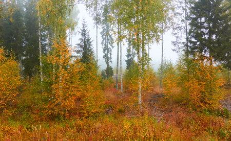 Majestic evergreen pine forest in a fog at sunrise. Mighty trees, golden plants, moss. Atmospheric autumn landscape. Finland. Nature, deforestation and reforestation, ecology, ecotourism themesの写真素材