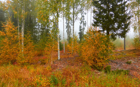 Majestic evergreen pine forest in a fog at sunrise. Mighty trees, golden plants, moss. Atmospheric autumn landscape. Finland. Nature, deforestation and reforestation, ecology, ecotourism themesの写真素材