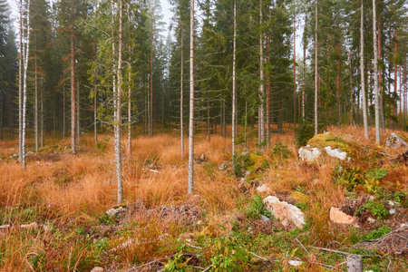 Majestic evergreen pine forest in a fog at sunrise. Mighty trees, golden plants, moss. Atmospheric autumn landscape. Finland. Nature, deforestation and reforestation, ecology, ecotourism themesの写真素材
