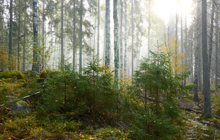Majestic evergreen pine forest in a fog at sunrise Mighty trees, plants, moss. Atmospheric autumn landscape. Finland. Nature, deforestation and reforestation, ecology, ecotourism themesの写真素材