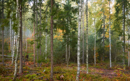 Majestic evergreen pine forest in a fog at sunrise Mighty trees, plants, moss. Atmospheric autumn landscape. Finland. Nature, deforestation and reforestation, ecology, ecotourism themesの写真素材