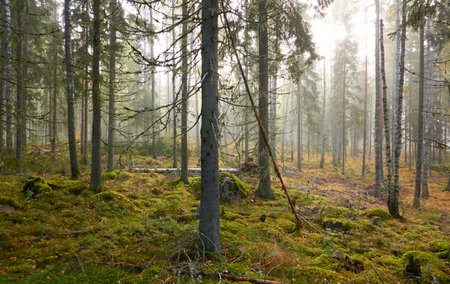 Majestic evergreen pine forest in a fog at sunrise Mighty trees, plants, moss. Atmospheric autumn landscape. Finland. Nature, deforestation and reforestation, ecology, ecotourism themesの写真素材