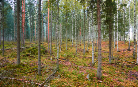 Majestic evergreen pine forest in a fog at sunrise Mighty trees, plants, moss. Atmospheric autumn landscape. Finland. Nature, deforestation and reforestation, ecology, ecotourism themesの写真素材