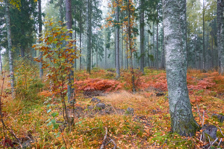 Majestic evergreen pine forest in a fog at sunrise. Mighty trees, golden plants, moss. Atmospheric autumn landscape. Finland. Nature, deforestation and reforestation, ecology, ecotourism themesの写真素材