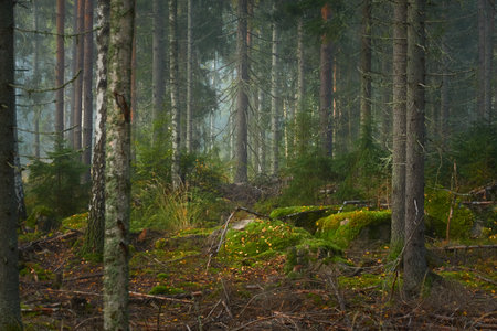 Majestic evergreen pine forest in a fog at sunrise Mighty trees, plants, moss. Atmospheric autumn landscape. Finland. Nature, deforestation and reforestation, ecology, ecotourism themesの写真素材