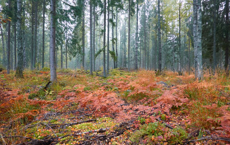 Majestic evergreen pine forest in a fog at sunrise. Mighty trees, golden plants, moss. Atmospheric autumn landscape. Finland. Nature, deforestation and reforestation, ecology, ecotourism themesの写真素材