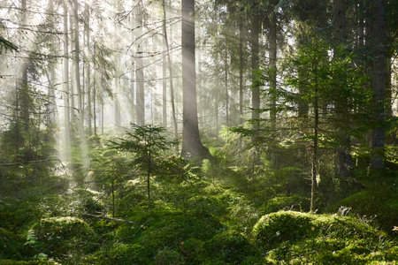 Evergreen pine forest in a fog at sunrise. Mighty trees, emerald green moss. Sunbeams, sunshine. Atmospheric mystical autumn landscape. Finland. Nature, deforestation and reforestation, ecology themesの写真素材
