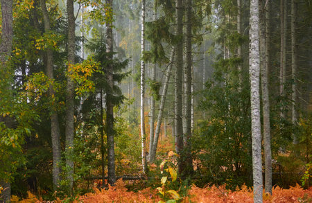 Majestic evergreen pine forest in a fog at sunrise. Mighty trees, golden plants, moss. Atmospheric autumn landscape. Finland. Nature, deforestation and reforestation, ecology, ecotourism themesの写真素材