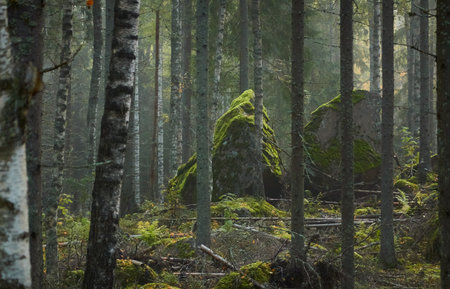 Majestic evergreen pine forest in a fog at sunrise Mighty trees, plants, moss. Atmospheric autumn landscape. Finland. Nature, deforestation and reforestation, ecology, ecotourism themesの写真素材