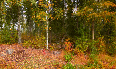 Majestic evergreen pine forest in a fog at sunrise. Mighty trees, golden plants, moss. Atmospheric autumn landscape. Finland. Nature, deforestation and reforestation, ecology, ecotourism themesの写真素材