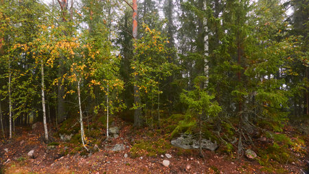 Majestic evergreen pine forest in a fog at sunrise. Mighty trees, golden plants, moss. Atmospheric autumn landscape. Finland. Nature, deforestation and reforestation, ecology, ecotourism themesの写真素材