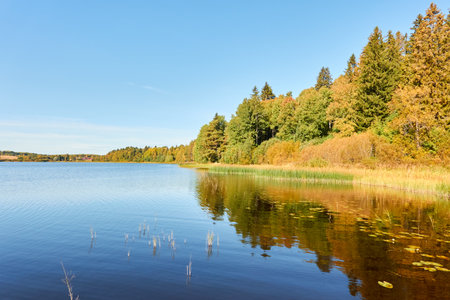 Forest lake on a sunny day. Finland. Scandinavia, Europe. Clear sky, glowing clouds. Autumn landscape. Nature, seasons, ecotourism, peace and harmony conceptsの写真素材