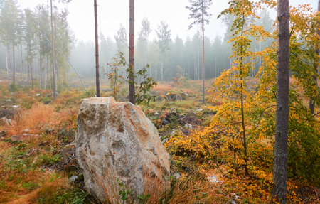 Majestic evergreen pine forest in a fog at sunrise. Stones, golden plants and fern, moss. Atmospheric autumn landscape. Finland. Nature, deforestation and reforestation, ecology, ecotourism themesの写真素材