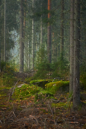 Majestic evergreen pine forest in a fog at sunrise Mighty trees, plants, moss. Atmospheric autumn landscape. Finland. Nature, deforestation and reforestation, ecology, ecotourism themesの写真素材