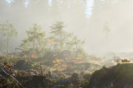 Majestic evergreen pine forest in a fog at sunrise Mighty trees, plants, moss. Sunbeams, sunshine. Atmospheric autumn landscape. Finland. Nature, deforestation and reforestation, ecology themesの写真素材