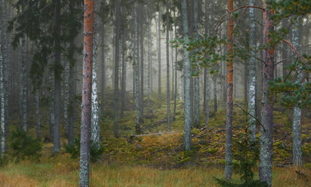 Majestic evergreen pine forest in a fog at sunrise Mighty trees, plants, moss. Atmospheric autumn landscape. Finland. Nature, deforestation and reforestation, ecology, ecotourism themesの写真素材